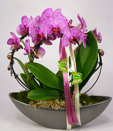Virágposta - Kerek orchideák csónaktálban