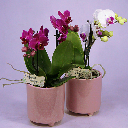 Virágposta - Orchidea talpas Kaspóban