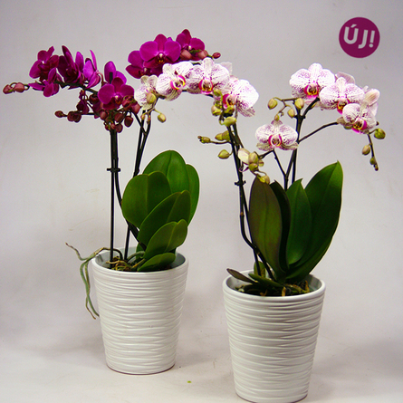 Virágposta - Varázsos pillangók - Midi orchidea kaspóban
