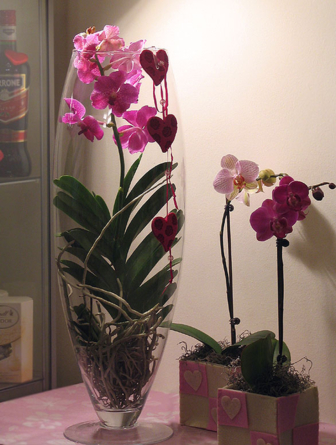 Virágposta - A neve: Vanda! - különleges orchidea növény