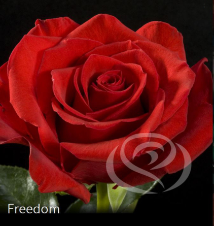 Virágposta - Freedom - Vörös Rózsa csokor Virágküldés