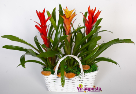 Virágposta - Tűz, tűz! - Egzotikus broméliák kosárban