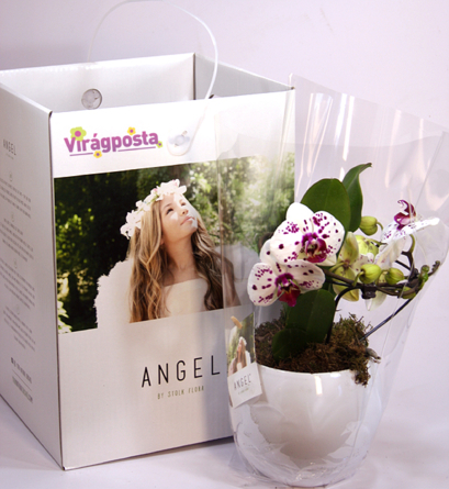 Virágposta - Angyal - Különleges orchidea díszdobozban